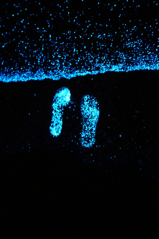 Illustration for article titled World's most beautiful beach glows like millions of stars at night